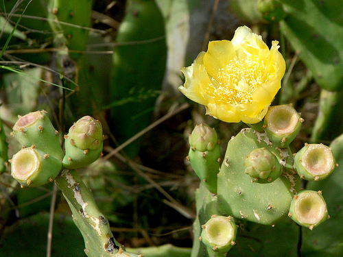 Cactus en fleurs (Tipaza)
